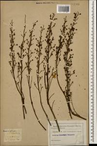 Scrophularia variegata subsp. cinerascens (Boiss.) Grau, Кавказ, Дагестан (K2) (Россия)