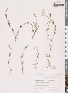 Звездчатка длиннолистная, Звездчатка раскидистая (Regel) Muhl. ex Willd., Сибирь, Чукотка и Камчатка (S7) (Россия)