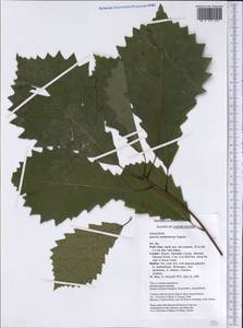 Quercus muehlenbergii Engelm., Америка (AMER) (США)