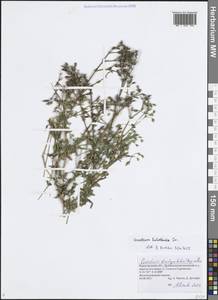 Ясколка костенецевидная, Ясколка дернистая Fr., Восточная Европа, Волжско-Камский район (E7) (Россия)