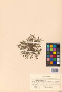 Лужница водяная L., Восточная Европа, Московская область и Москва (E4a) (Россия)