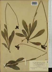 Pilosella aurantiaca subsp. auropurpurea (Peter) Soják, Западная Европа (EUR) (Германия)