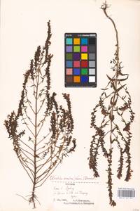 MHA 0 161 941, Зубчатка обыкновенная Moench, Восточная Европа, Эстония (E2c) (Эстония)