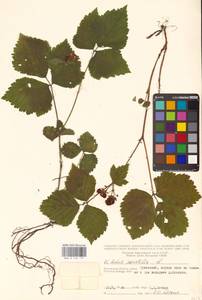 Костяника каменистая L., Восточная Европа, Центральный район (E4) (Россия)