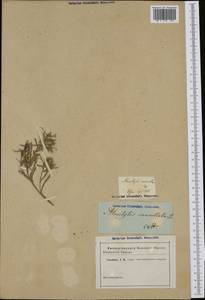 Атрактилис решетчатый L., Ботанические сады и дендрарии (GARD) (Неизвестно)