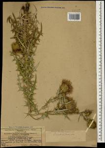 Lophiolepis ciliata subsp. ciliata, Кавказ, Азербайджан (K6) (Азербайджан)