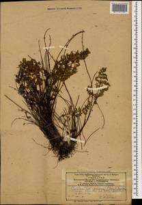 Oeosporangium persica (Bory) Vis., Кавказ, Азербайджан (K6) (Азербайджан)