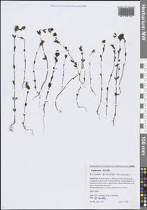 Очанка прямая J.P.Wolff ex J.F.Lehm., Сибирь, Прибайкалье и Забайкалье (S4) (Россия)