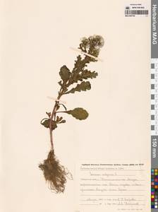 Крестовник обыкновенный L., Сибирь, Дальний Восток (S6) (Россия)