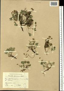 Potentilla cinerea subsp. incana (G. Gaertn., B. Mey. & Scherb.) Asch., Восточная Европа, Восточный район (E10) (Россия)