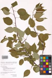 Яблоня лесная Mill., Восточная Европа, Центральный район (E4) (Россия)