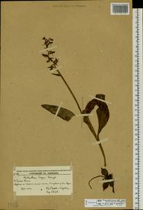 Любка мандаринов Rchb.f., Сибирь, Дальний Восток (S6) (Россия)
