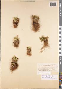 Selaginella pulvinata (Hook. & Grev.) Maxim., Зарубежная Азия (ASIA) (КНР)