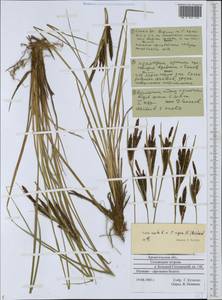 Осока [гибрид], Восточная Европа, Северный район (E1) (Россия)