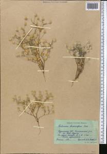 Vicoa divaricata (Cass.) O. Fedtsch. & B. Fedtsch., Средняя Азия и Казахстан, Каракумы (M6) (Туркмения)