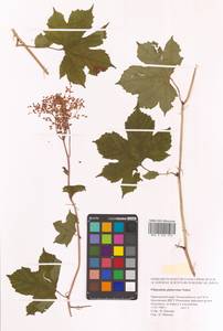 Таволга гладчайшая (Nakai) Nakai, Сибирь, Дальний Восток (S6) (Россия)