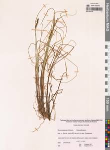 Осока двутычинковая Schrank, Восточная Европа, Северо-Западный район (E2) (Россия)