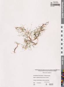 Лютик распростертый, Лютик стелющийся L., Сибирь, Якутия (S5) (Россия)