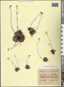 Камнеломка, Кавказ, Армения (K5) (Армения)