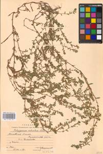 Спорыш обыкновенный вытаптываемый (Lindm.) Wissk., Восточная Европа, Московская область и Москва (E4a) (Россия)