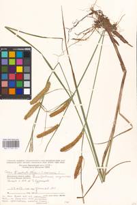 Carex rostrata × vesicaria, Восточная Европа, Московская область и Москва (E4a) (Россия)