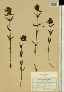 Rhinanthus serotinus var. vernalis (N.W.Zinger) Janch., Восточная Европа, Московская область и Москва (E4a) (Россия)