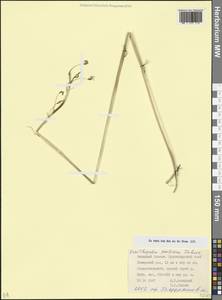 Птицемлечник пиренейский L., Кавказ, Краснодарский край и Адыгея (K1a) (Россия)