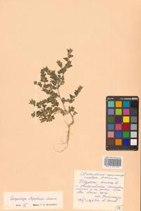 Куммеровия прилистниковая (Maxim.) Makino, Сибирь, Дальний Восток (S6) (Россия)