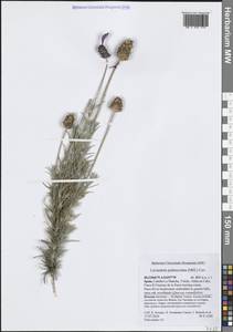 Lavandula pedunculata (Mill.) Cav., Западная Европа (EUR) (Испания)
