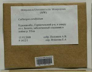 Calliergon cordifolium (Hedw.) Kindb., Гербарий мохообразных, Мхи - Центральное Черноземье (B10) (Россия)