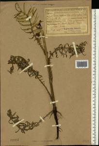 Lophiolepis decussata (Janka) Del Guacchio, Bures, Iamonico & P. Caputo, Восточная Европа, Центральный район (E4) (Россия)