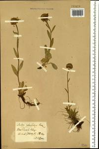 Tibetiodes flaccida (Bunge) G. L. Nesom, Сибирь, Прибайкалье и Забайкалье (S4) (Россия)