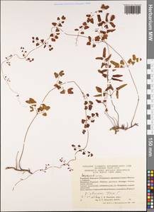 Лигодиум, Зарубежная Азия (ASIA) (Вьетнам)