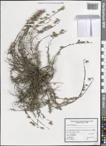 Солнцецвет, Зарубежная Азия (ASIA) (Иран)