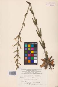 Смолевка клейкая (L.) Pers., Восточная Европа, Центральный лесостепной район (E6) (Россия)