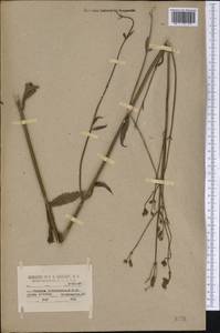 Verbena litoralis Kunth, Америка (AMER) (США)