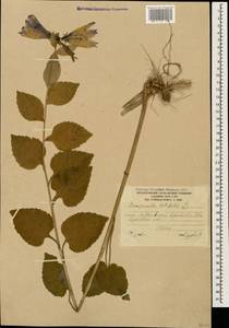 Колокольчик широколистный L., Кавказ, Южная Осетия (K4b) (Южная Осетия)