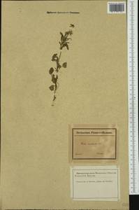 Viola tricolor subsp. alpestris (Ging.) Ces., Западная Европа (EUR) (Франция)