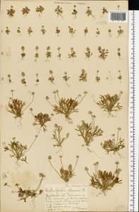 Ceratocephala orthoceras DC., Восточная Европа, Центральный лесостепной район (E6) (Россия)