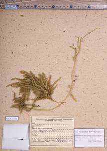 Spinulum annotinum subsp. dubium (Zoëga) J.H.Xue, Chepinoga & K.P.Ma, Сибирь, Алтай и Саяны (S2) (Россия)