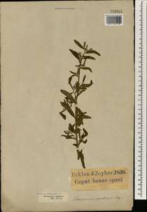 Lithospermum papillosum Thunb., Африка (AFR) (ЮАР)