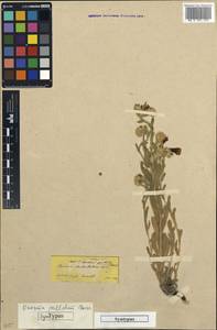 Onosma stellulatum Waldst. & Kit., Зарубежная Азия (ASIA) (Турция)