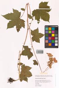 Таволга гладчайшая (Nakai) Nakai, Сибирь, Дальний Восток (S6) (Россия)