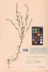 Истод хохлатый Schkuhr, Восточная Европа, Центральный район (E4) (Россия)