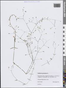 Звездчатка злаковая, Звездчатка злаковидная L., Сибирь, Западная Сибирь (S1) (Россия)