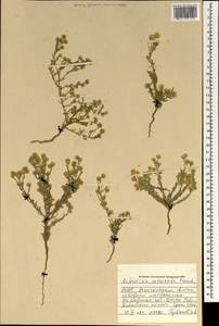 Elachanthemum intricatum (Franch.), Монголия (MONG) (Монголия)