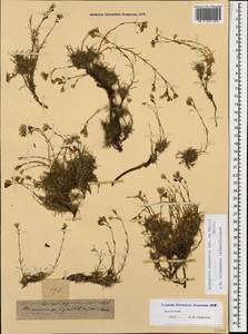 Минуарция черкесская (Albov) A.J.Moore & Dillenb., Кавказ, Дагестан (K2) (Россия)