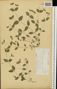 Мерингия трехжилковая (L.) Clairv., Восточная Европа, Центральный лесостепной район (E6) (Россия)