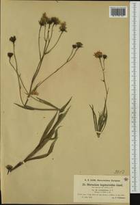 Hieracium crinifolium (Nägeli & Peter) Prain, Западная Европа (EUR) (Германия)