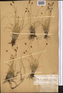 Осока узколистная Wahlenb., Средняя Азия и Казахстан, Джунгарский Алатау и Тарбагатай (M5) (Казахстан)